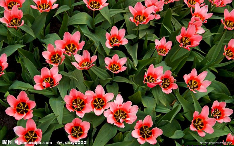 oofty飞雾电子烟：开启无烟生活新篇章