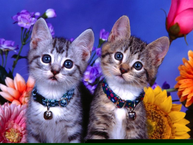 飞雾电子烟是否是国标产品的权威解读